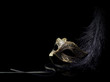 carnival mask isolated on black