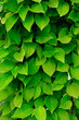 foliage