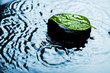 spa stone on leaf in water