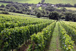 A verdant grape / wine vineyard with farm