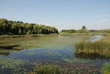 Photo: Wetland at Kanyavar Island Wetland at Kanyavar Island