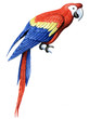 Bird Parrot Macaw