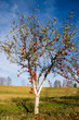 Apple tree with red fruits