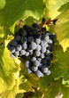 Du raisin noir