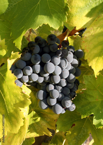 Du raisin noir