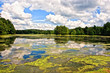 Lake covered with algae
