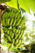 Régime de bananes vertes