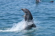 dolphin