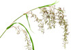 inflorescences de citronnelle, Cymbopogon citratus