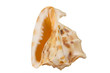 Seashell