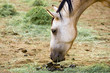 horse smelling poop