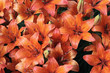 Orange lilies