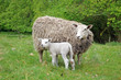 Sheep and Lamb