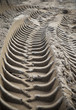 Tire tracks