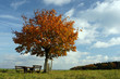 Foto: Herbstbaum Herbstbaum