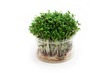 Fresh cress in the glass