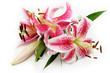 Pink lily on white background