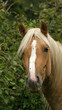 étalon palomino Pie étalon palomino Pie