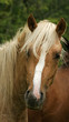 étalon palomino Pie étalon palomino Pie