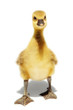 Photo: young goose young goose