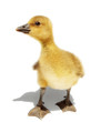 Photo: young goose young goose