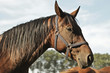 Riding Horse - Braunes Pferd auf der Koppel
