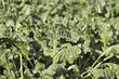 Beet field - Rüben auf dem Feld