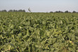 Beet field - Rüben auf dem Feld