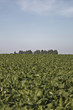 Beet field - Rüben auf dem Feld