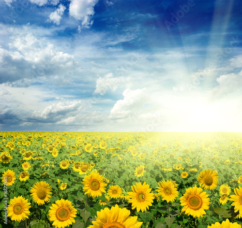 yellow field of sunflowers