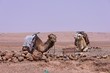 dromadaires vers Ourzazate au Maroc dromadaires vers Ourzazate au Maroc