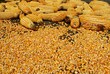Corn ear and seeds