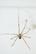 Daddy long leg spider Daddy long leg spider