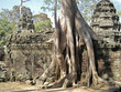 Arbre Arbre