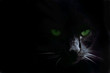 Photo : Green cat\'s eyes in the dark