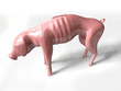 poor piggy bank