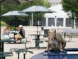 Curious Squirrel Curious Squirrel