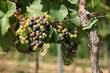 Cluster of colourfull grapes on vineyard in Pfalz, germany