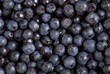 Blueberries