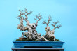 Bonsai