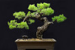 potted landscape