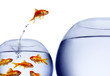 goldfish jumping out of the water goldfish jumping out of the water