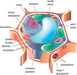 cell