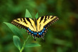 Eastern Tiger Swallowtail (Papilio glaucus)