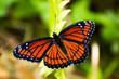 Viceroy Butterfly