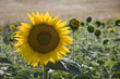 girasole
