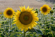girasoli