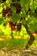 Cèpe
