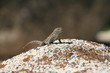 Echse / Lizard