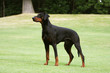 dobermann adulte noir et feu immobile au milieu du parc